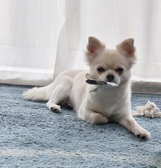 トイレットペーパーの芯を咥えるチワワ チワワ,咥える,トイレットペーパーの写真素材