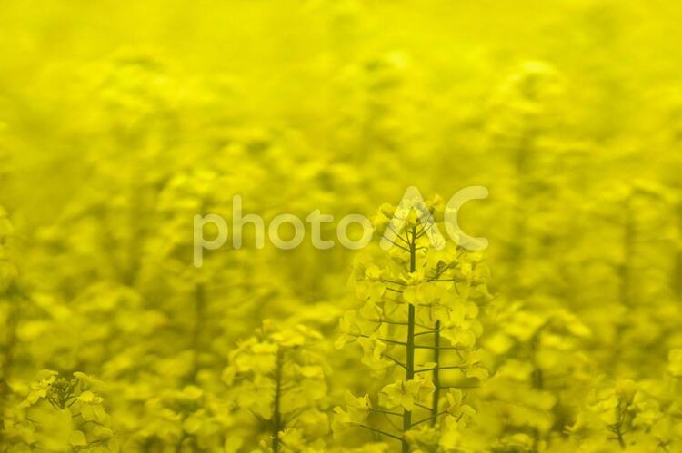黄色く染まった北国の絶景 菜の花畑,旅行,夏の写真素材