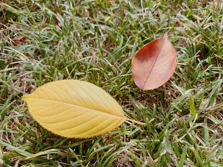 落ち葉 落ち葉 落ち葉,秋,枯葉の写真素材