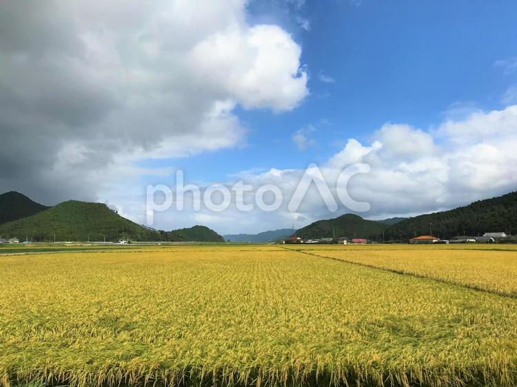 田園風景４３ 田園風景,田んぼ,稲の写真素材