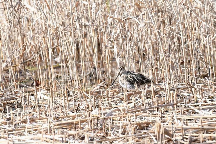 ヨシ原でくつろぐタシギ 野鳥,タシギ,鳥の写真素材