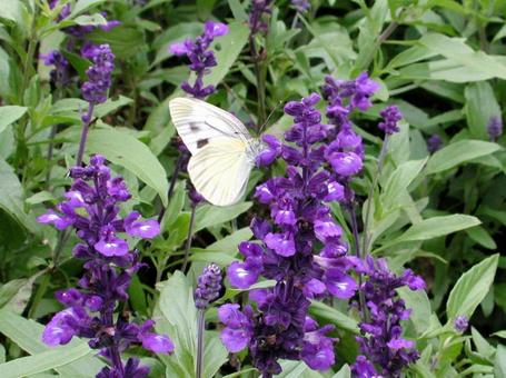 Salvia Butterfly Macro, JPG Salvia Butterfly Macro, JPG