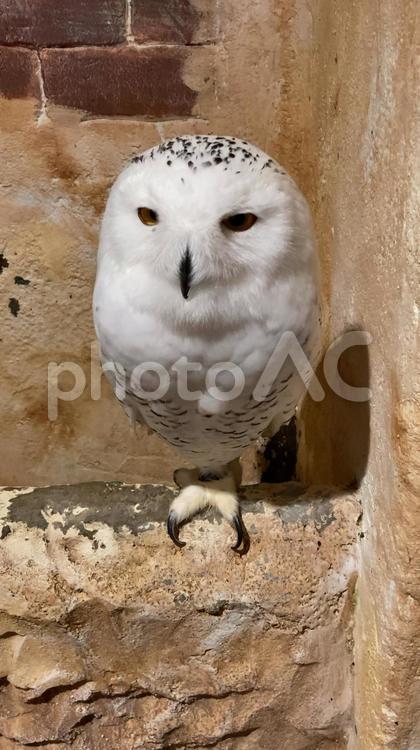 シロフクロウがとまっている シロフクロウ,鳥,猛禽類の写真素材