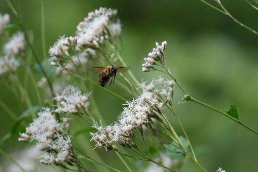アサギマダラに飛来したオオハキリバチ アサギマダラに飛来したオオハキリバチ オオハキリバチ,蜂,ハチの写真素材