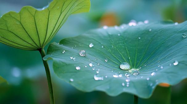 潤う蓮の葉と、その上の水滴の美しさ 潤う蓮の葉と、その上の水滴の美しさの写真