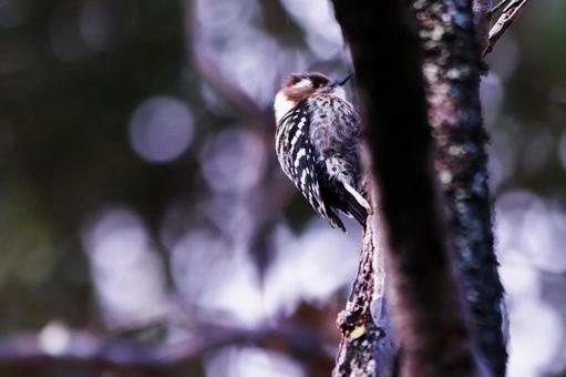 A cute Japanese Pygmy Woodpecker perched on a tree, JPG A cute Japanese Pygmy Woodpecker perched on a tree, JPG