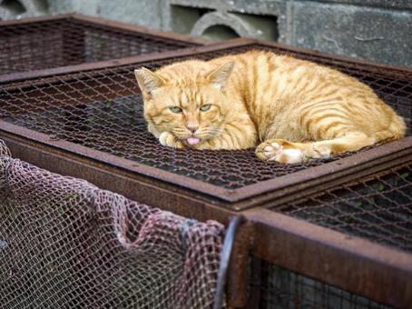 野良猫のいる風景 野良猫のいる風景の写真