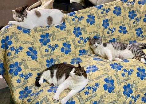 ソファに集まる3匹の猫さん達 ソファに集まる3匹の猫さん達 猫,キジシロ,サバシロの写真素材