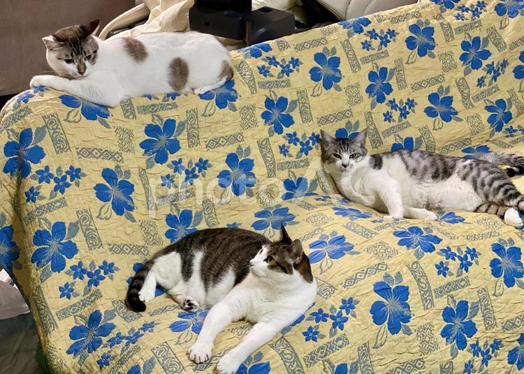 ソファに集まる３匹の猫さん達 猫,キジシロ,サバシロの写真素材