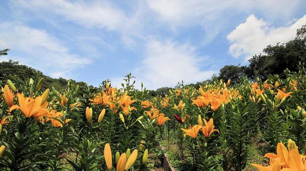 2025年初夏  可睡ゆりの園 2025年初夏  可睡ゆりの園 百合,可睡ゆり園,花の写真素材