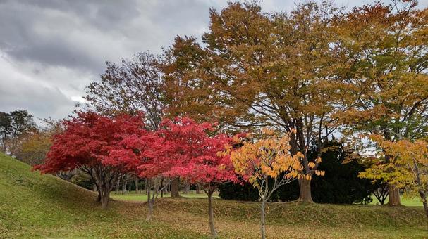 秋の公園 秋の公園 もみじ,秋,紅葉の写真素材