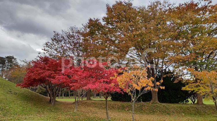 秋の公園 もみじ,秋,紅葉の写真素材