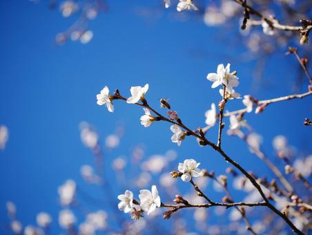 青空に映える冬桜 冬桜,桜,桜山公園の写真素材