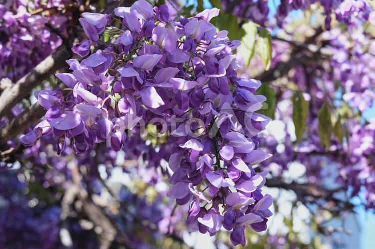 藤の花（アップ） フジ,藤,紫の写真素材