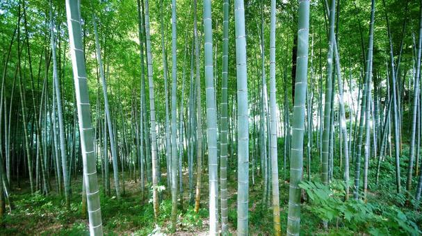 竹林-46 竹林-46 竹林,竹,新緑の写真素材