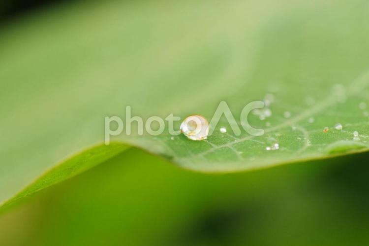 雨上がり、葛の葉に残る水玉 しずく,雨だれ,水玉の写真素材