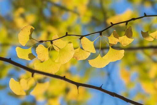 紅葉しはじめたイチョウの葉の写真