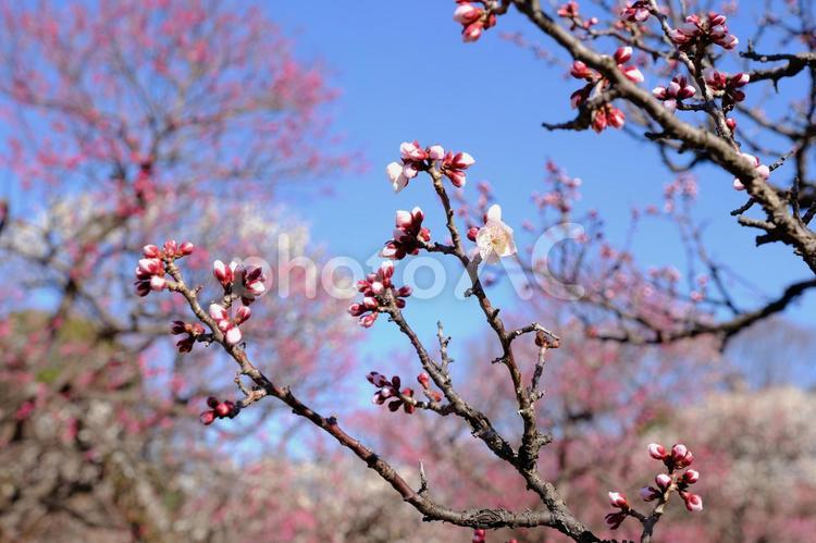 【東京】府中市郷土の森博物館の梅（春） 花,梅,紅梅の写真素材