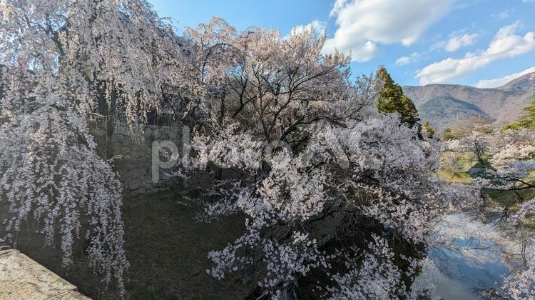 しだれ桜越しの山とそれを映す水面 上田城,桜,春の写真素材