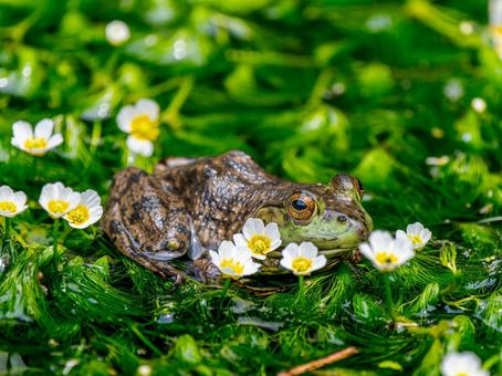 水辺のウシガエル 水辺のウシガエルの写真