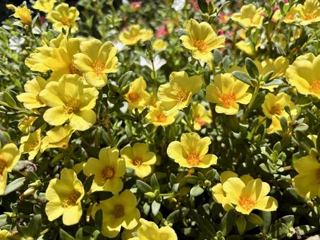 夏の日差しに輝く美しいポーチュラカの花畑 夏の日差しに輝く美しいポーチュラカの花畑 ポーチュラカ,マツバボタン,スベリヒユの写真素材