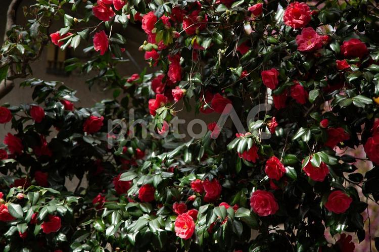 冬日に輝く、庭を彩る真っ赤な椿 椿,植物,庭の写真素材