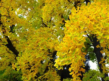 折り重なるように茂るイチョウの葉 雑司ヶ谷,鬼子母神,公孫樹の写真素材