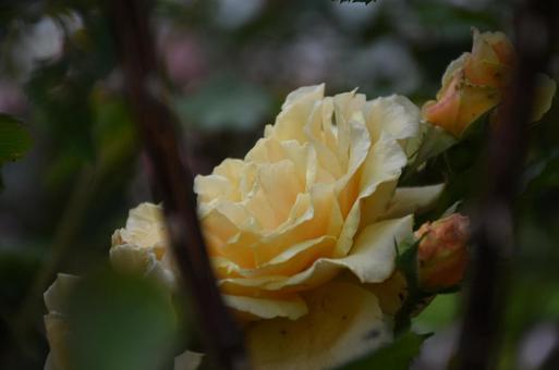 Photo, hokkaido, summer, flower, 