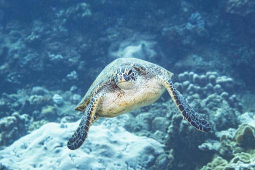 ウミガメの水泳 ウミガメの水泳の写真