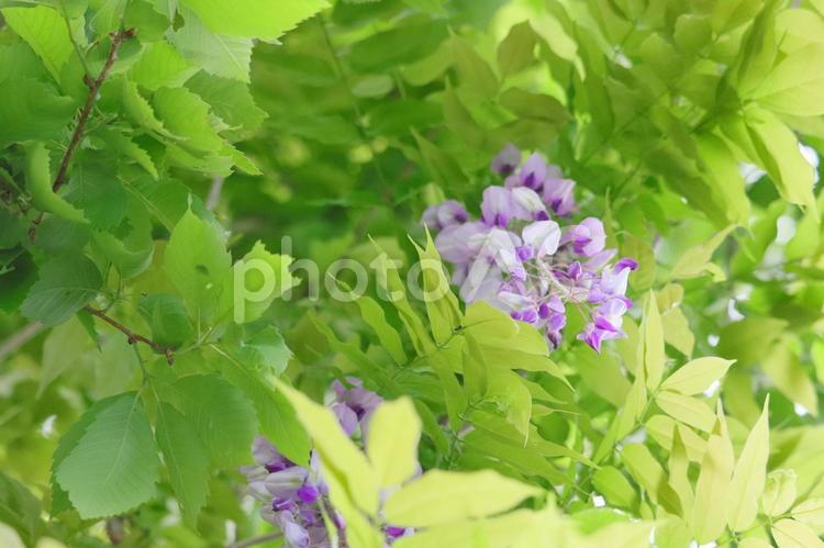 新緑と野生の藤 新緑,藤,フジの写真素材
