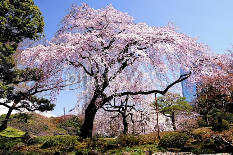 枝垂桜-43 桜,シダレザクラ,小石川後楽園の写真素材