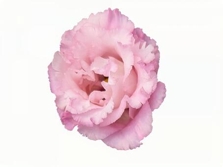 カーネーション01 カーネーション,母の日,母の月の写真素材