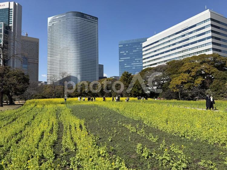浜離宮恩賜庭園の菜の花畑 空,ビル,自然の写真素材