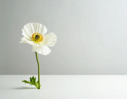 白いポピーの花 白いポピーの花の写真