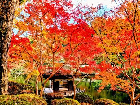 紅葉渓庭園の紅葉 紅葉渓庭園,紅葉,秋の写真素材