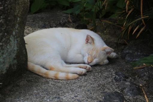 cat, JPG