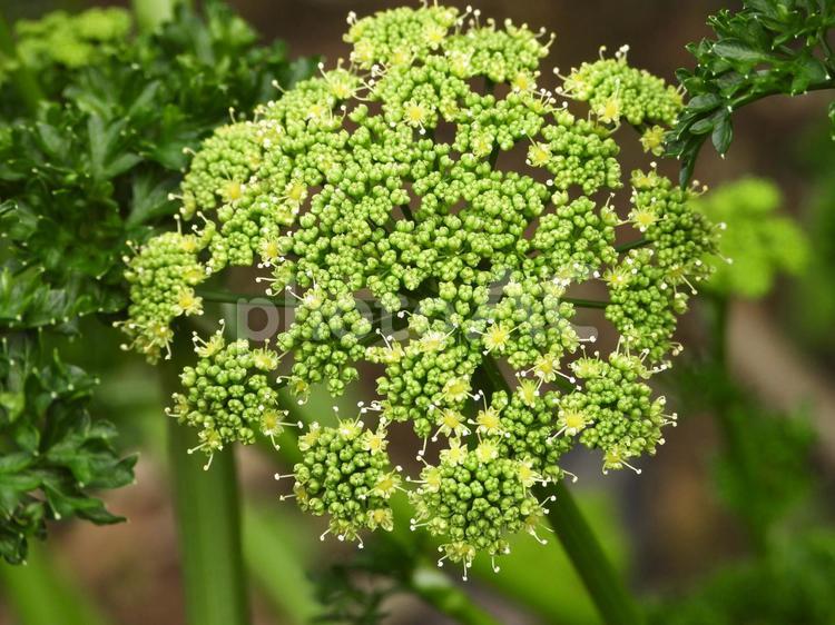 パセリの花 パセリ,和蘭芹,旱芹菜の写真素材