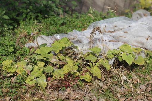 霜を防ぐために葉っぱにビニールをかける 葉っぱ,対策,緑の写真素材