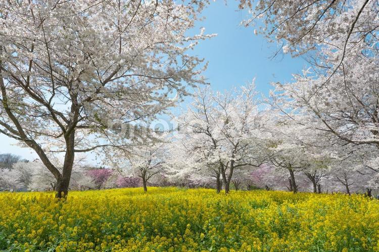桜と青空と菜の花畑 桜,春,菜の花の写真素材