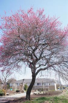 一本桜 一本桜の写真