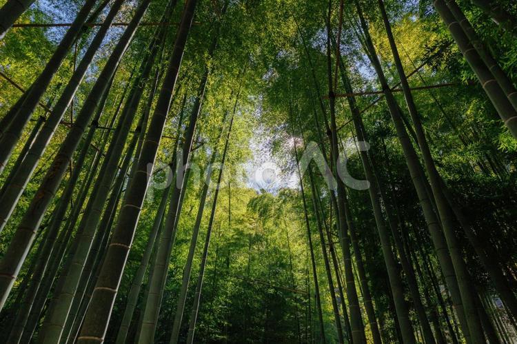 幻想的な美しさで人々を魅了する竹林 報国寺,鎌倉,竹の写真素材