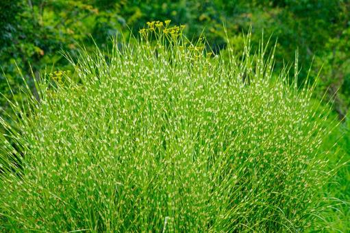Miscanthus var., JPG
