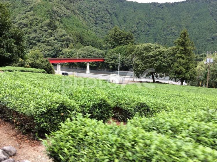 川根の茶畑 茶畑,川根町,静岡の写真素材