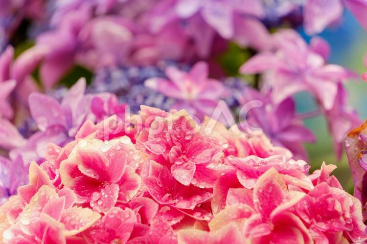 滴を湛えた鮮紅の紫陽花 紫陽花,花,花びらの写真素材
