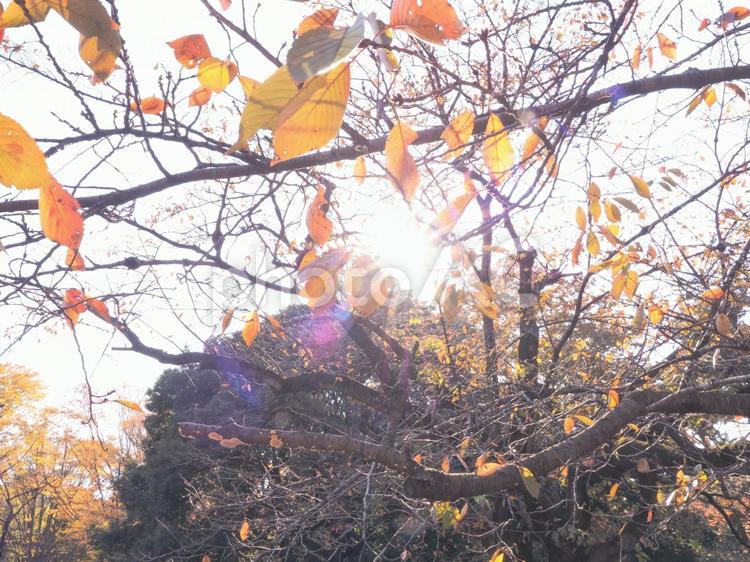 光に照らされた紅葉した木 四季,自然,風景の写真素材