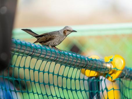 柵にとまるヒヨドリ 柵にとまるヒヨドリ ヒヨドリ,野鳥,鳥の写真素材