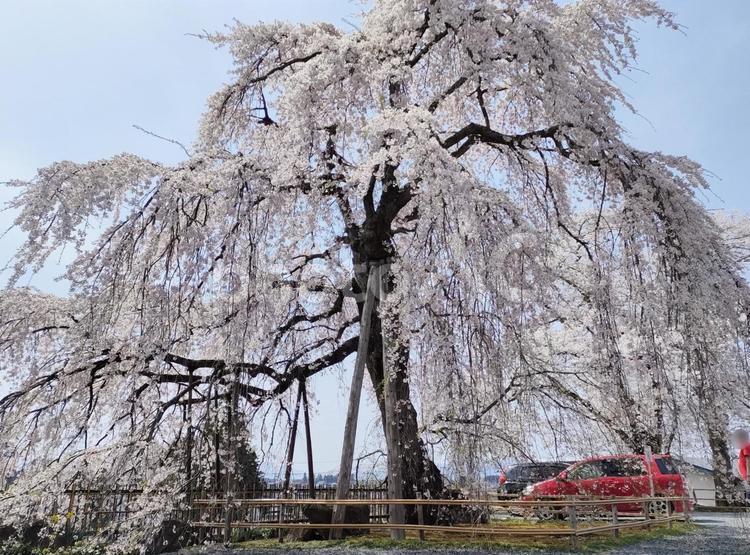 枝垂れ桜 花,植物,自然の写真素材