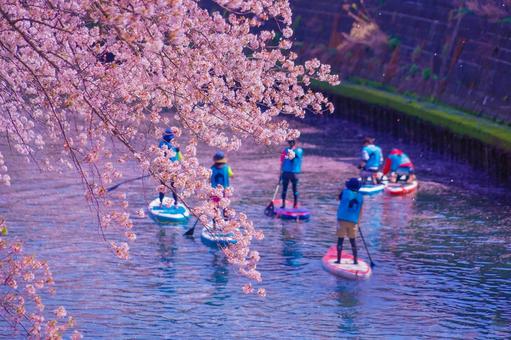 満開桜と水上散歩 満開桜と水上散歩 桜,サクラ,さくらの写真素材