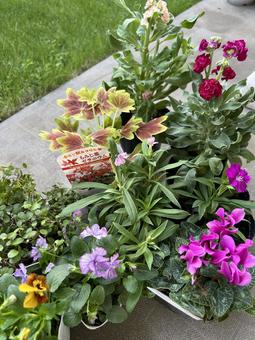 秋に植える花苗セット 秋に植える花苗セットの写真