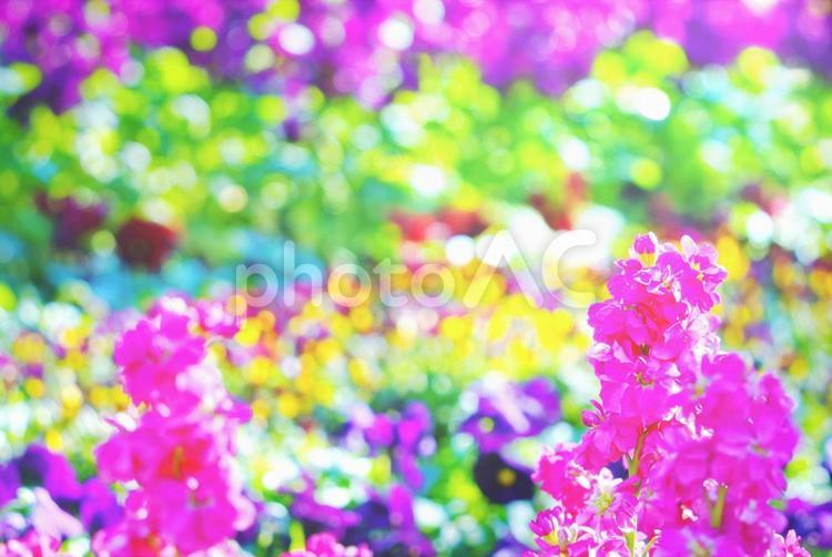 冬〜春に咲く鮮やかに輝くストックの花畑３ ストック,花,冬の写真素材